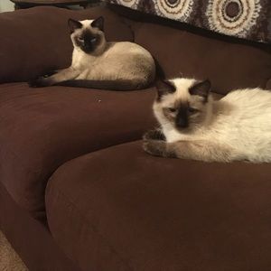 Meet your Posher, Paulette